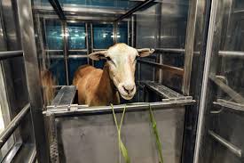 where livestock emissions come from